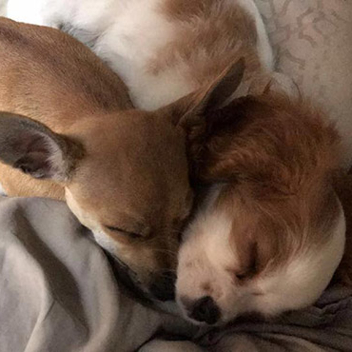 Two dogs sleep next to each other